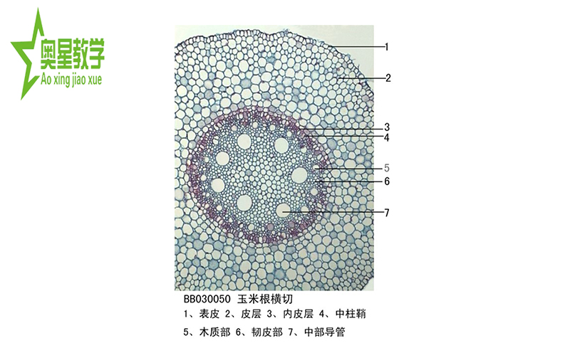 如何固定生物切片標(biāo)本？