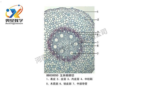 生物切片標(biāo)本類型知多少？