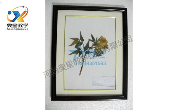 植物學(xué)標(biāo)本廠家：植物標(biāo)本在教學(xué)中的作用