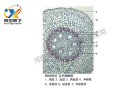  植物學標本廠家?guī)慊仡欀参飿吮镜臍v史
